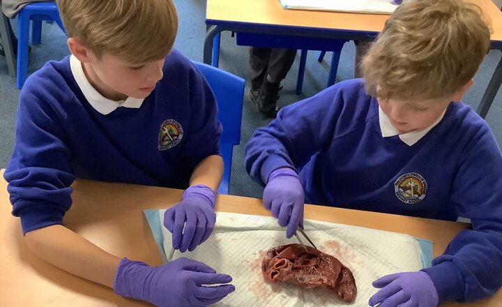 Image of From Primary to Priory:  The Science Dissection!