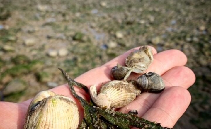 Image of GCSE Geography Field Trip - Oh I do like to be beside the seaside