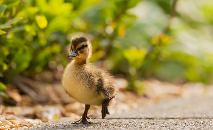 Image of The ducks have come back