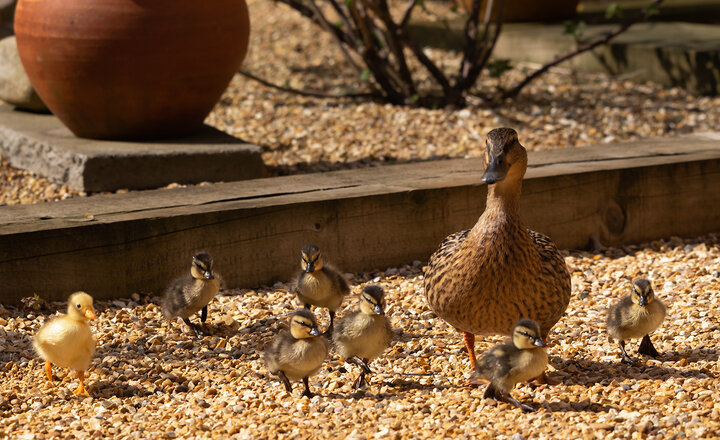 Image of New family enrol at Priory
