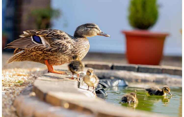 Image of New family enrol at Priory