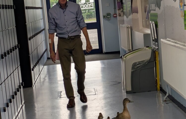 Image of Feathered Guests Prepare for Their Next Journey
