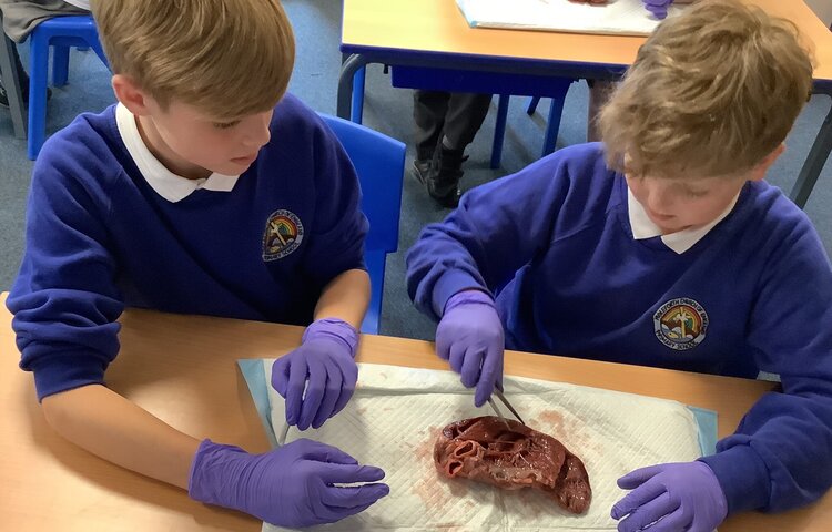 Image of From Primary to Priory:  The Science Dissection!
