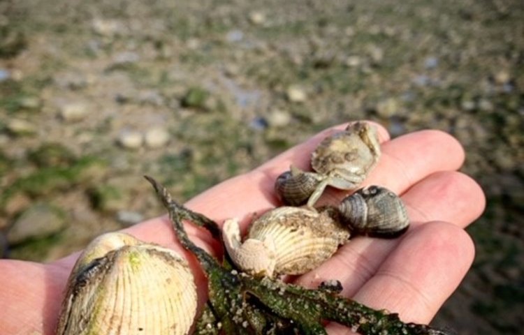 Image of GCSE Geography Field Trip - Oh I do like to be beside the seaside