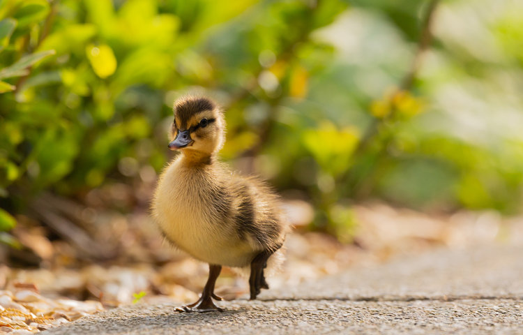 Image of The ducks have come back