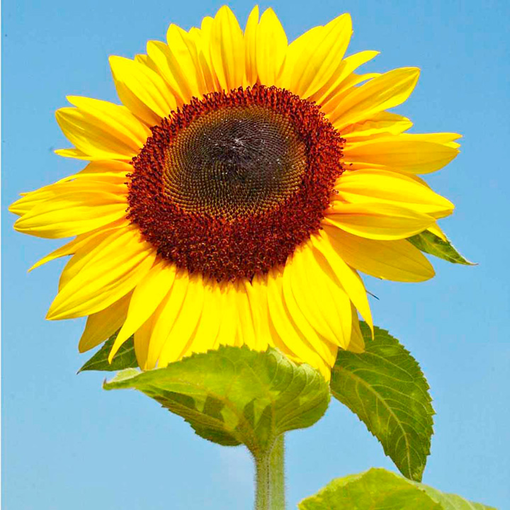 Image of Jack and the giant sunflower