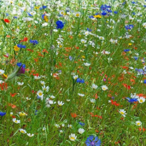Image of Summer 2 Newsletter now published