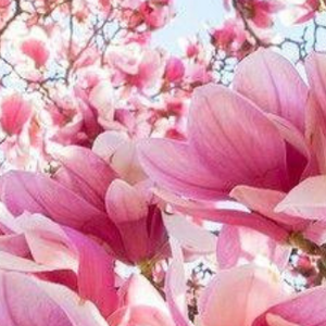 Image of Spring 1 Newsletter now published