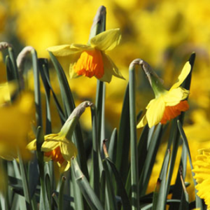 Image of Spring 2 Newsletter now published