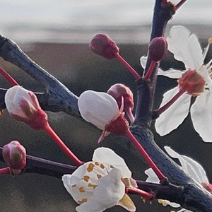 Image of Spring 1 Newsletter now published