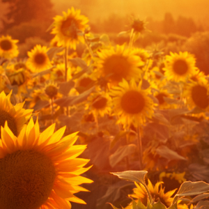 Image of Summer 1 Newsletter now published