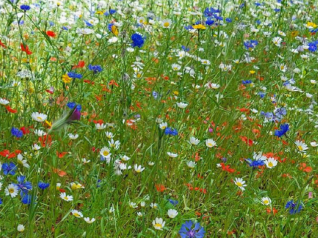Image of Summer 2 Newsletter now published