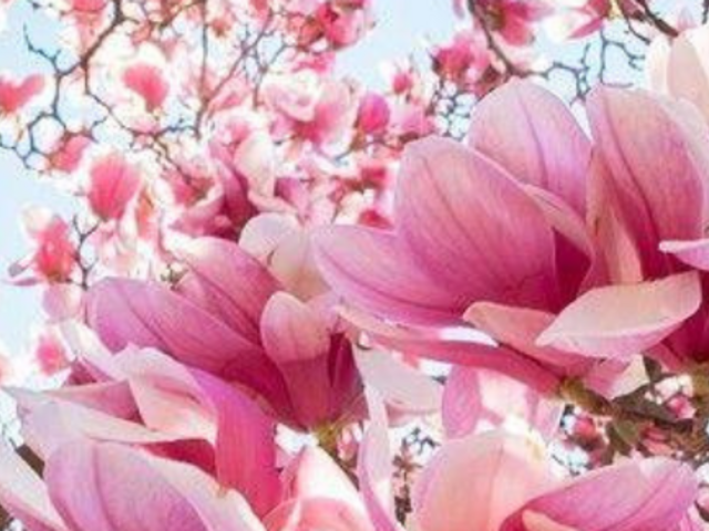 Image of Spring 1 Newsletter now published