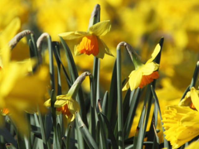 Image of Spring 2 Newsletter now published