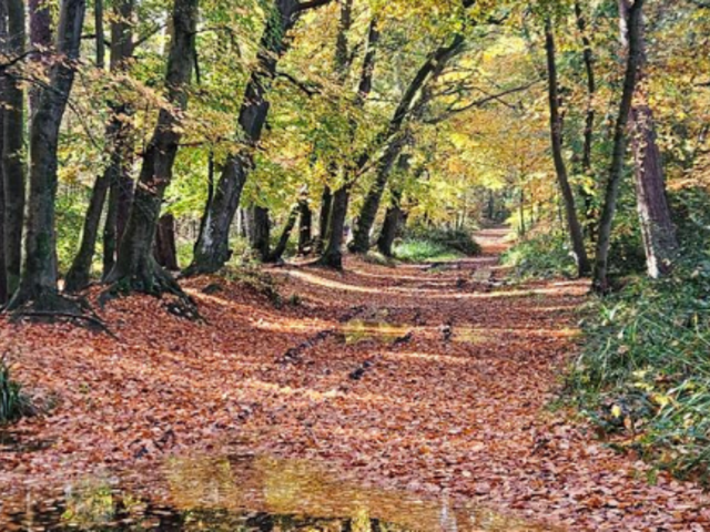 Image of Autumn 1 Newsletter now published