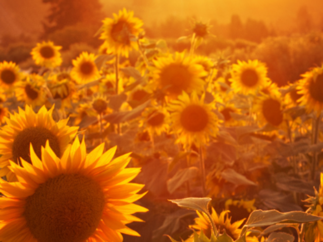 Image of Summer 1 Newsletter now published