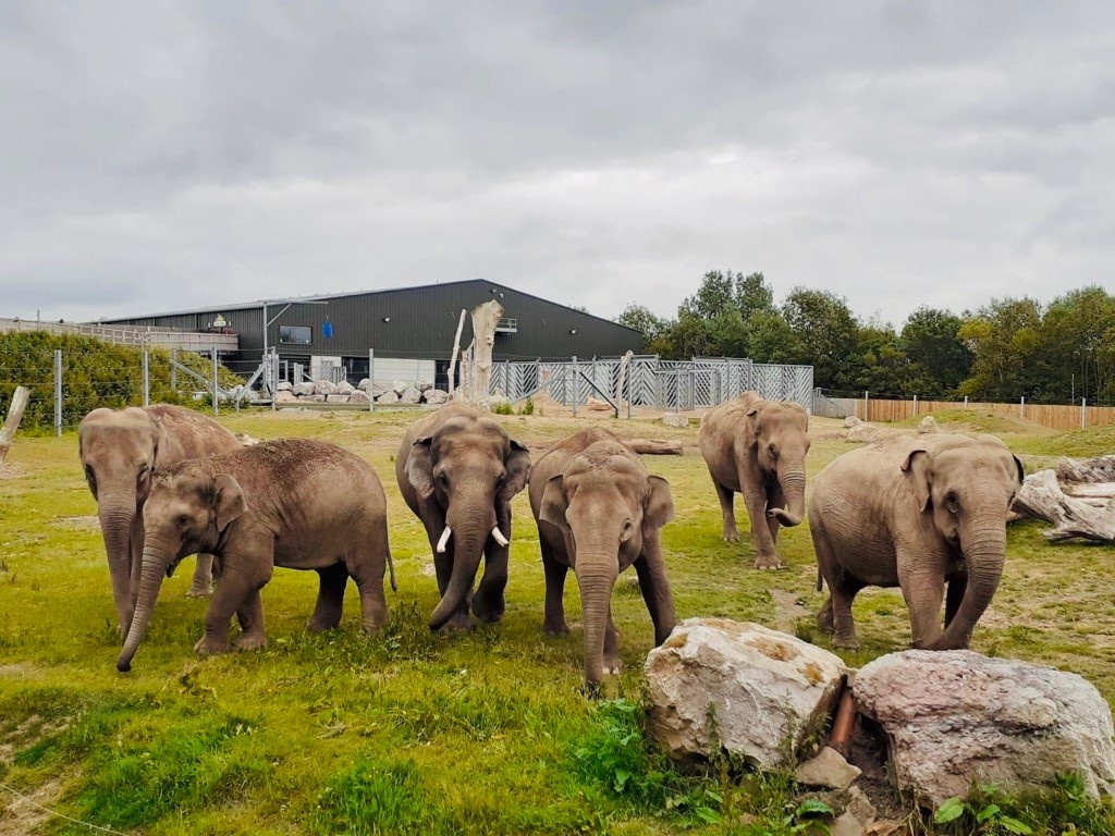 Image of Reception and Year 1 Trip To Blackpool Zoo