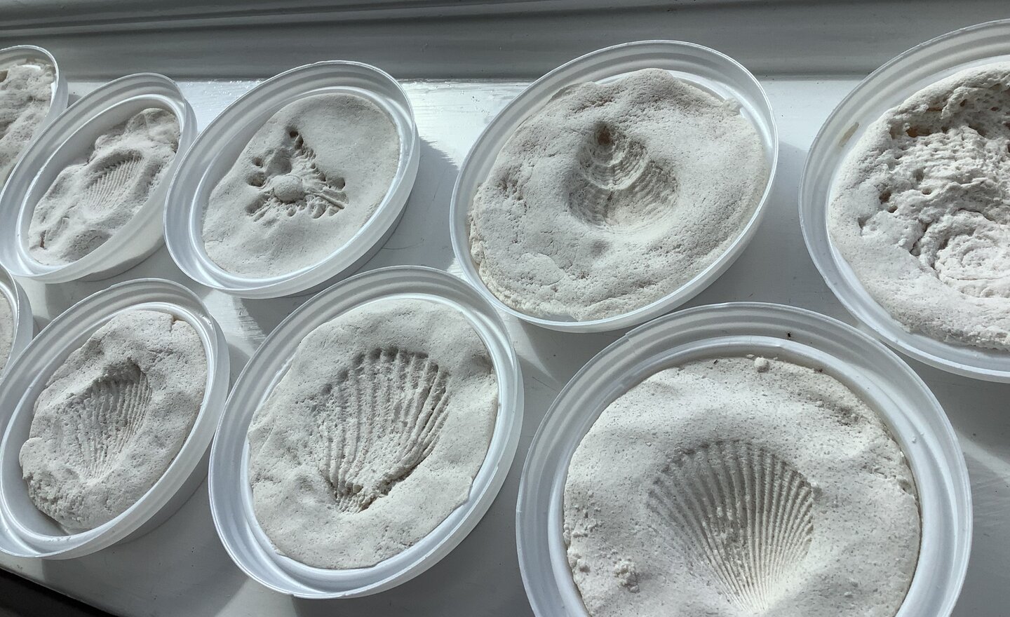 Image of 2025 A1 Week 2