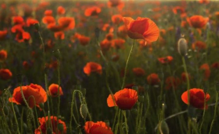 Image of Remembrance Service at Kings Bromley War Memorial
