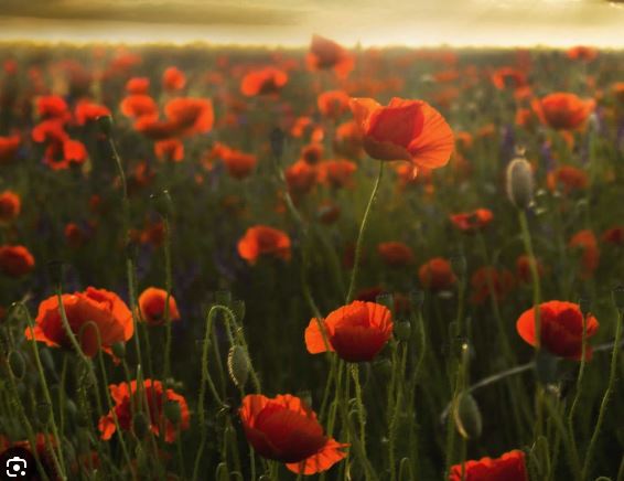 Image of Remembrance Service 