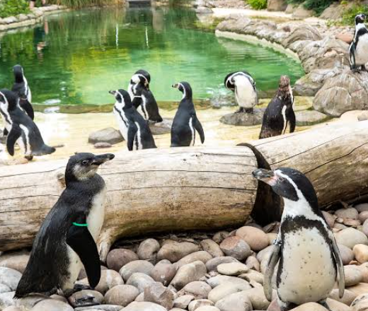Image of Reception visit to Twycross Zoo