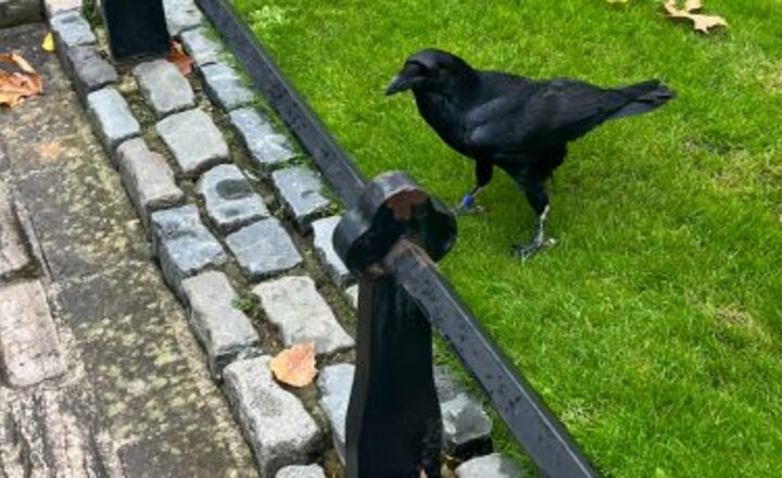 Image of Y10 History Trip – Tower of London