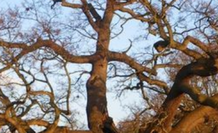 Image of Year 11 Geographers visit to Debden Brook