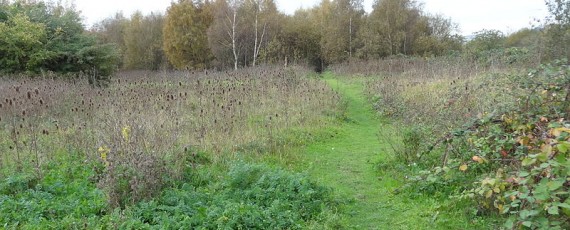 Image of Reclaim and Regenerate Ripple Nature Reserve