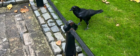 Image of Y10 History Trip – Tower of London