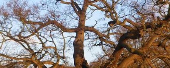 Image of Year 11 Geographers visit to Debden Brook