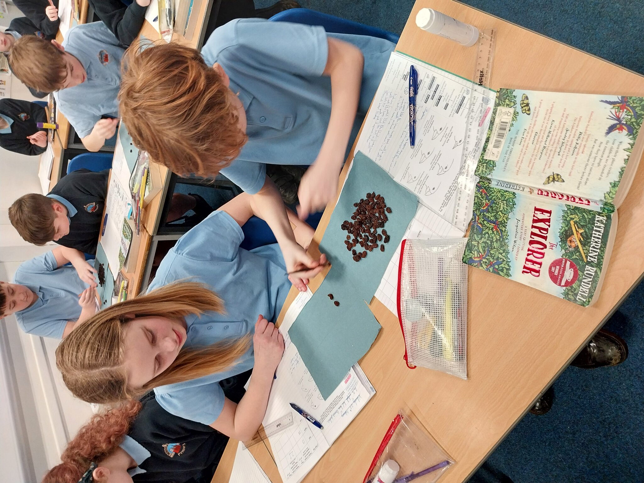 Image of Y6 Science- investigating Darwin's finches