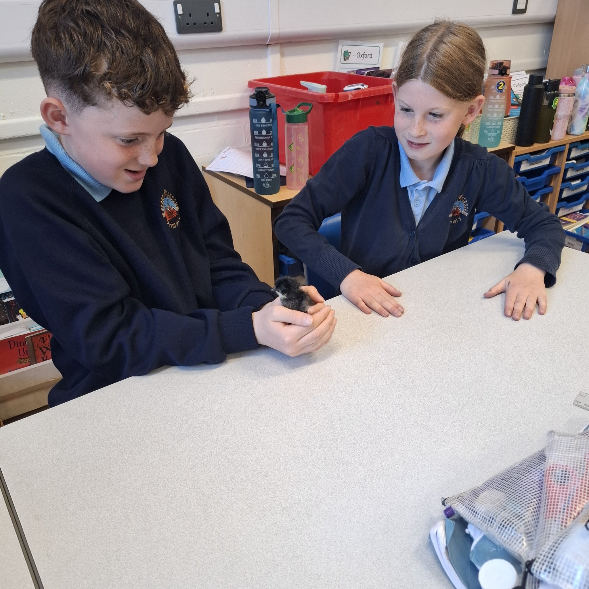 Image of Year 4 Chicks Visit 