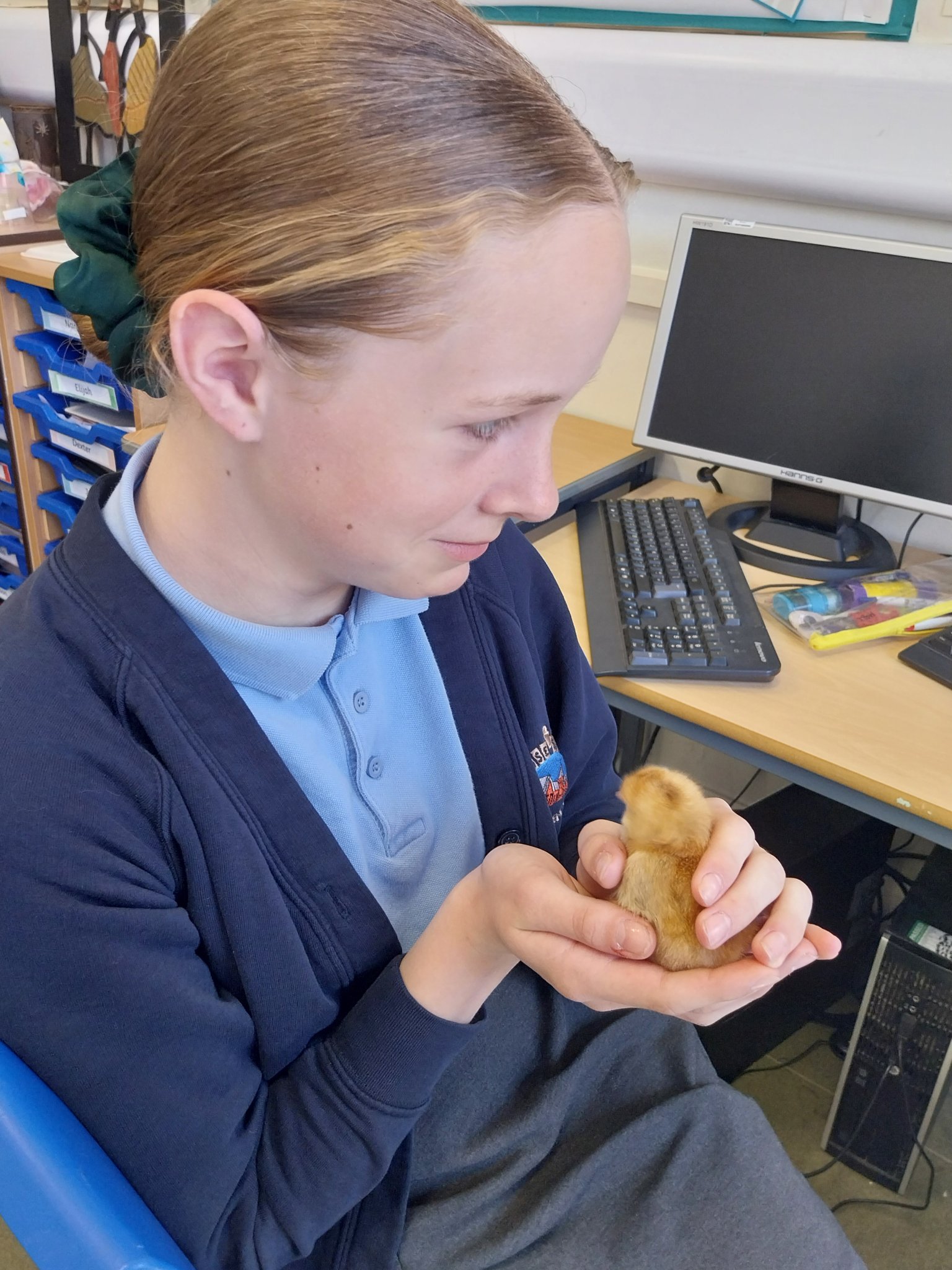 Image of Y6 chick visit