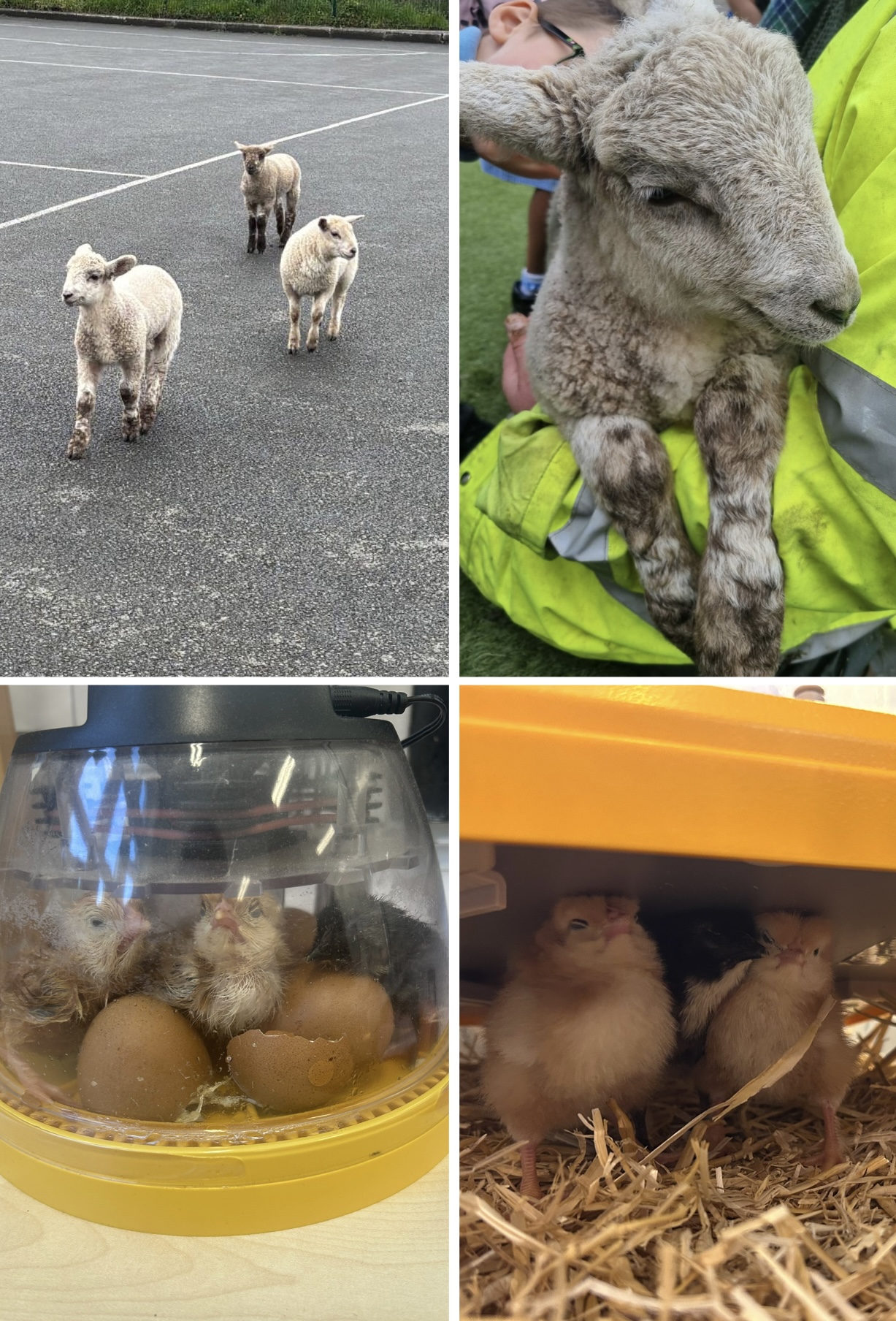 Image of Y1 chick hatching and lamb visit
