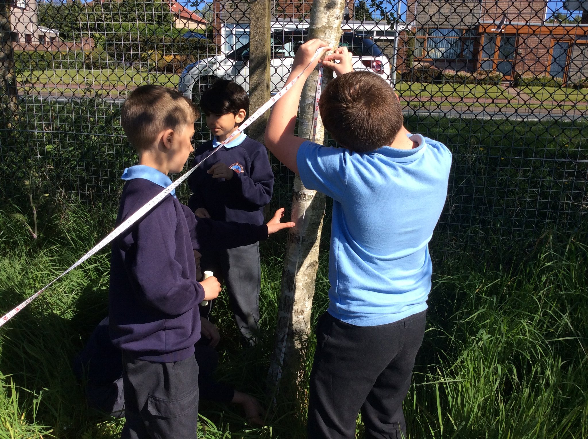 Image of Surveying trees