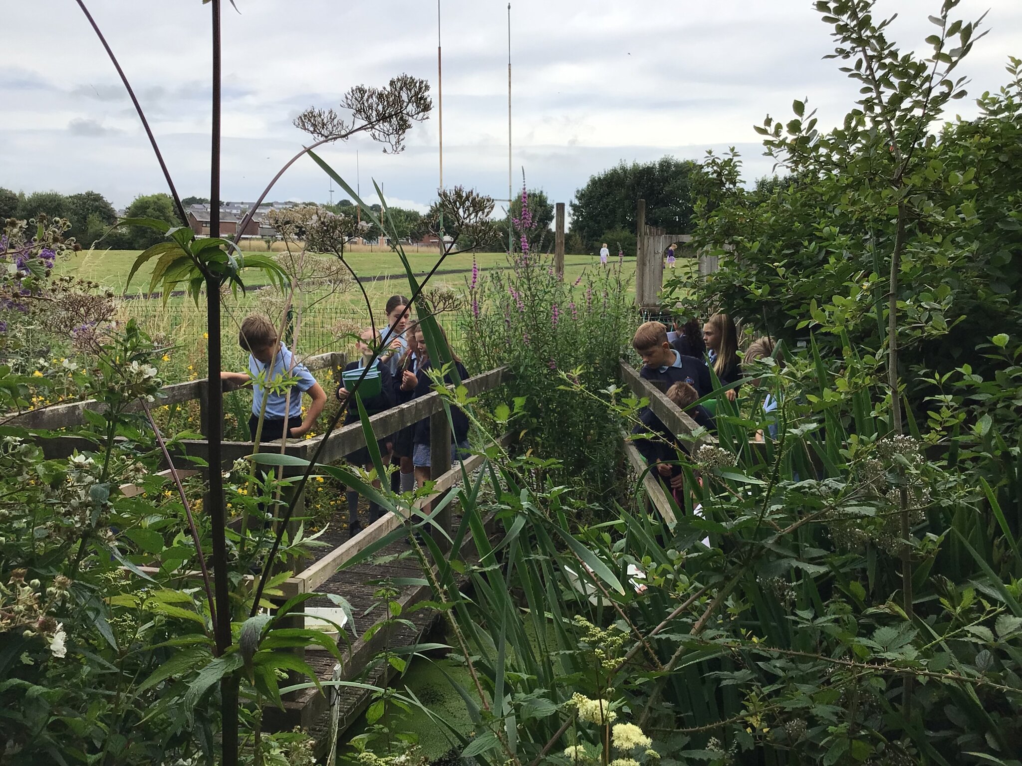 Image of Pond dipping 