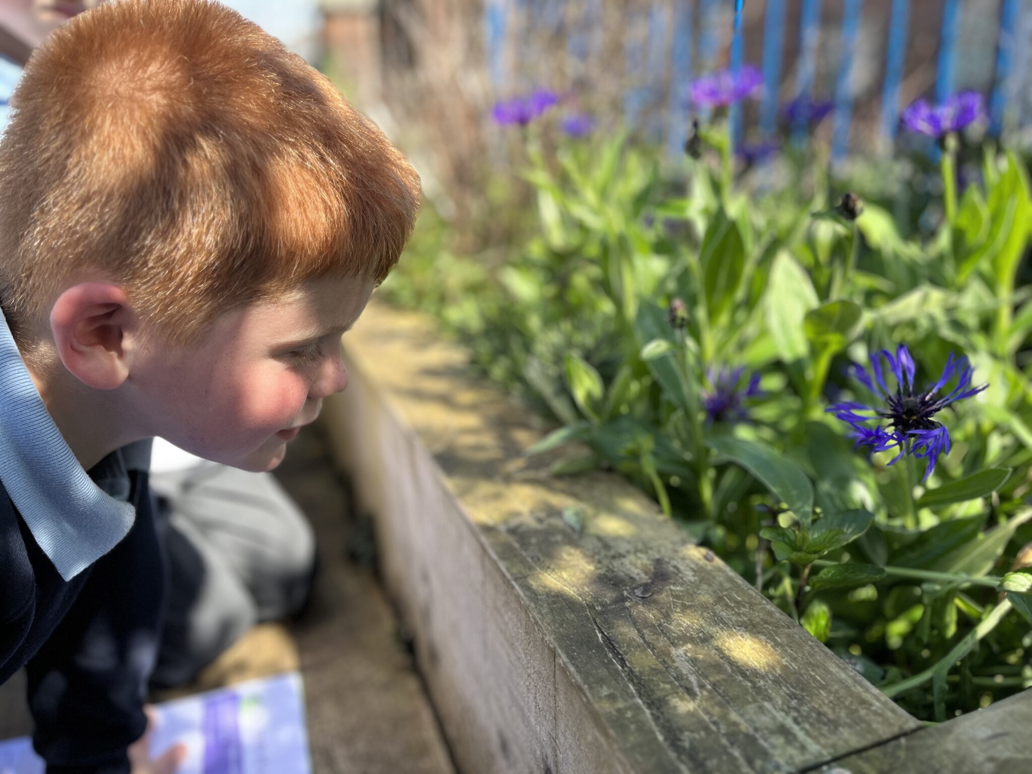 Image of Exploring the plants around us!