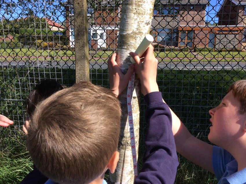 Image of Surveying trees