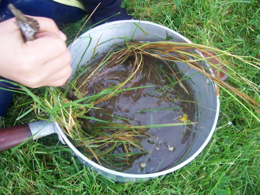 Image of Forest Schools