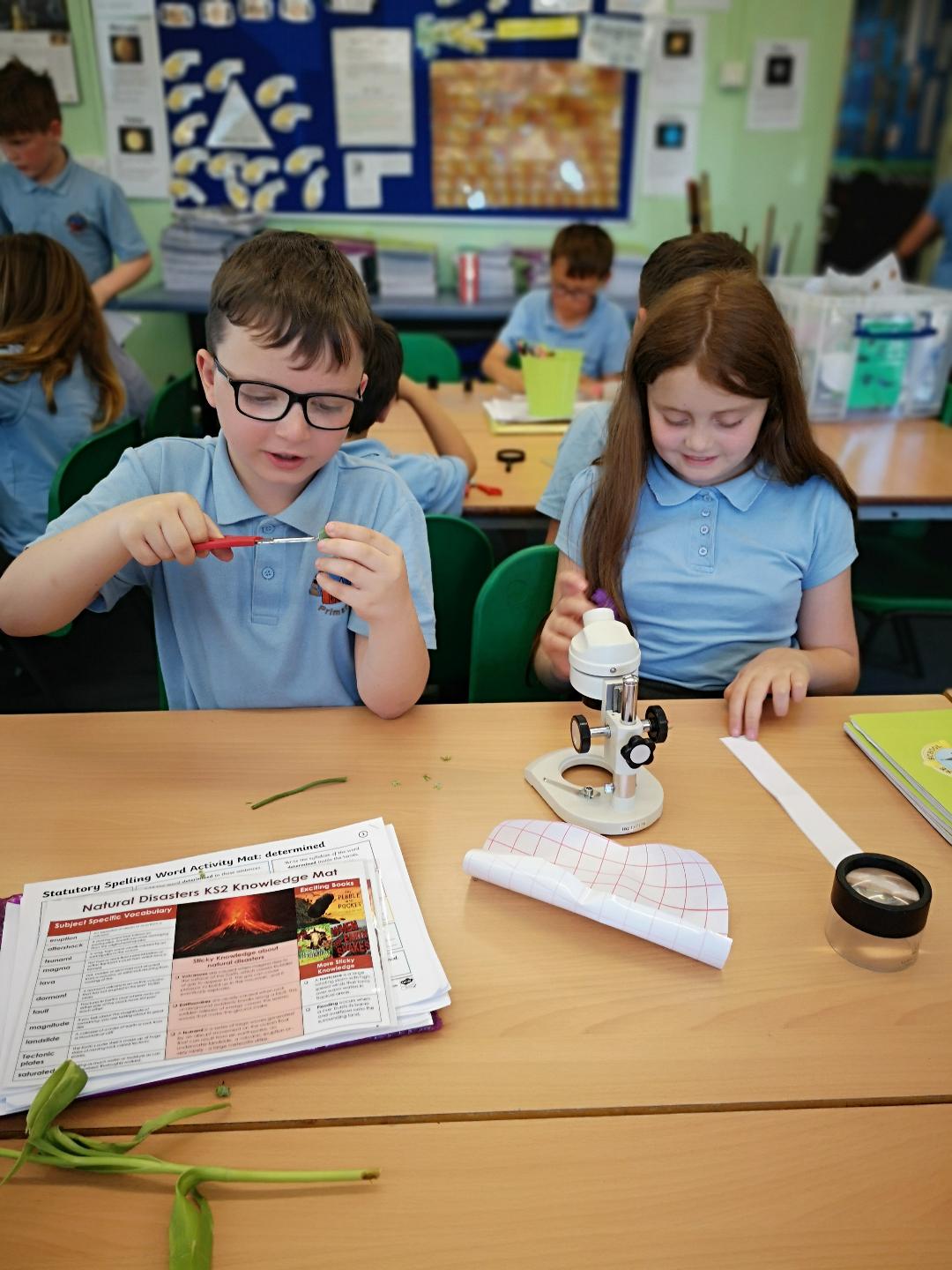 Image of Dissecting plants