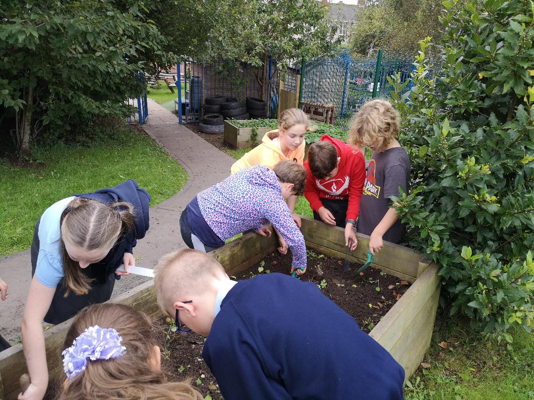 Image of Planting bulbs ready for next Spring