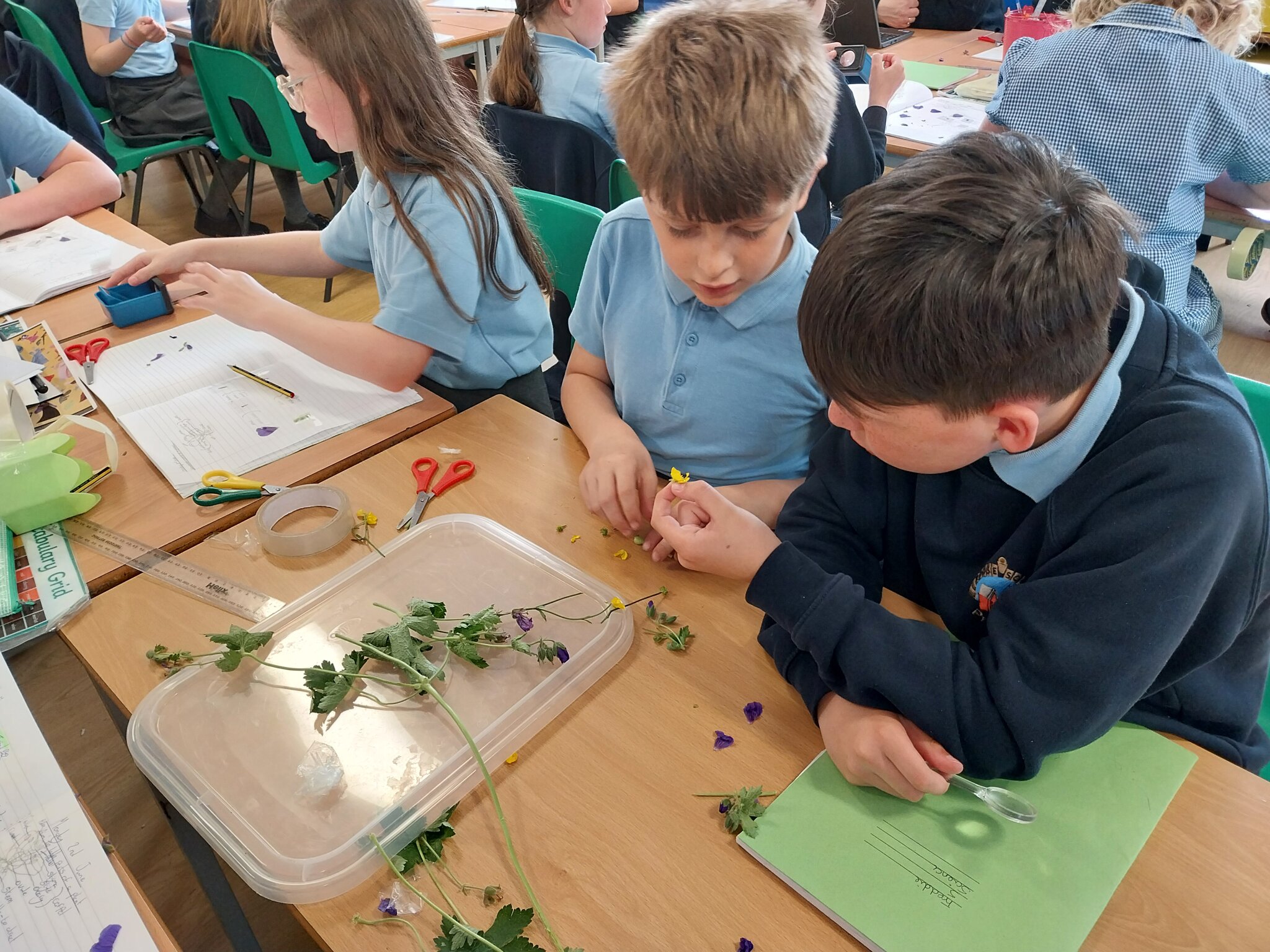 Image of Dissecting flowers 