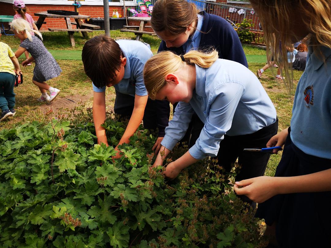 Image of Making new plants 