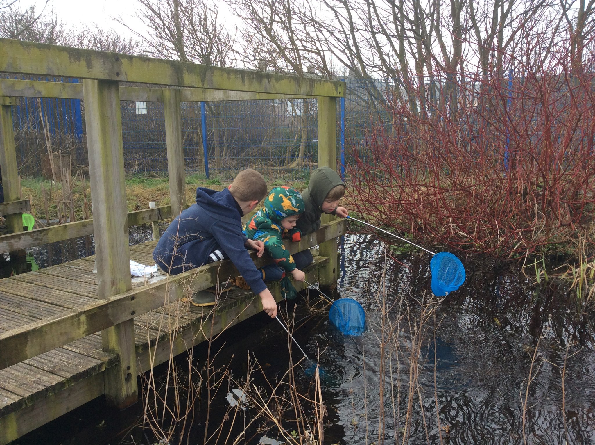 Image of Pond-dipping