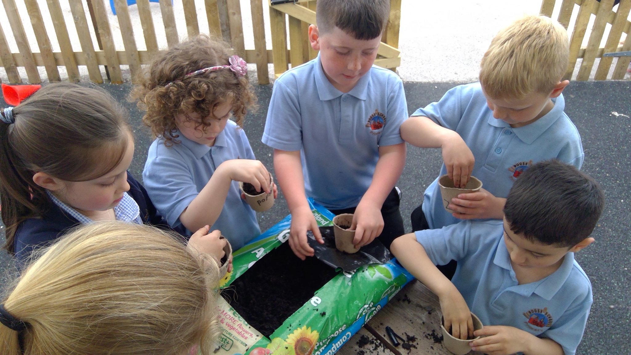 Image of Year 1 sunflower plants 2019