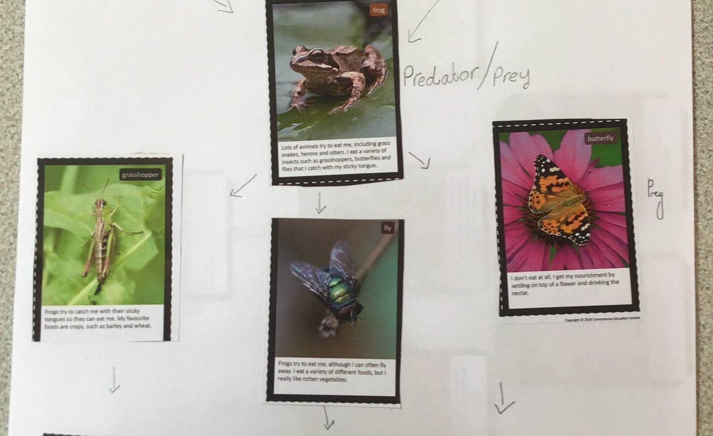 Image of Predator or Prey?