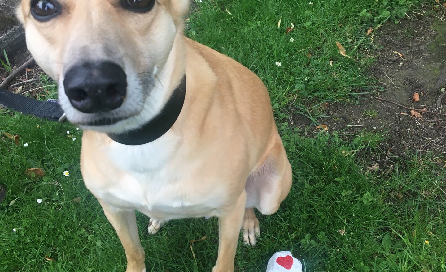 Image of Colin’s Carefree Corner