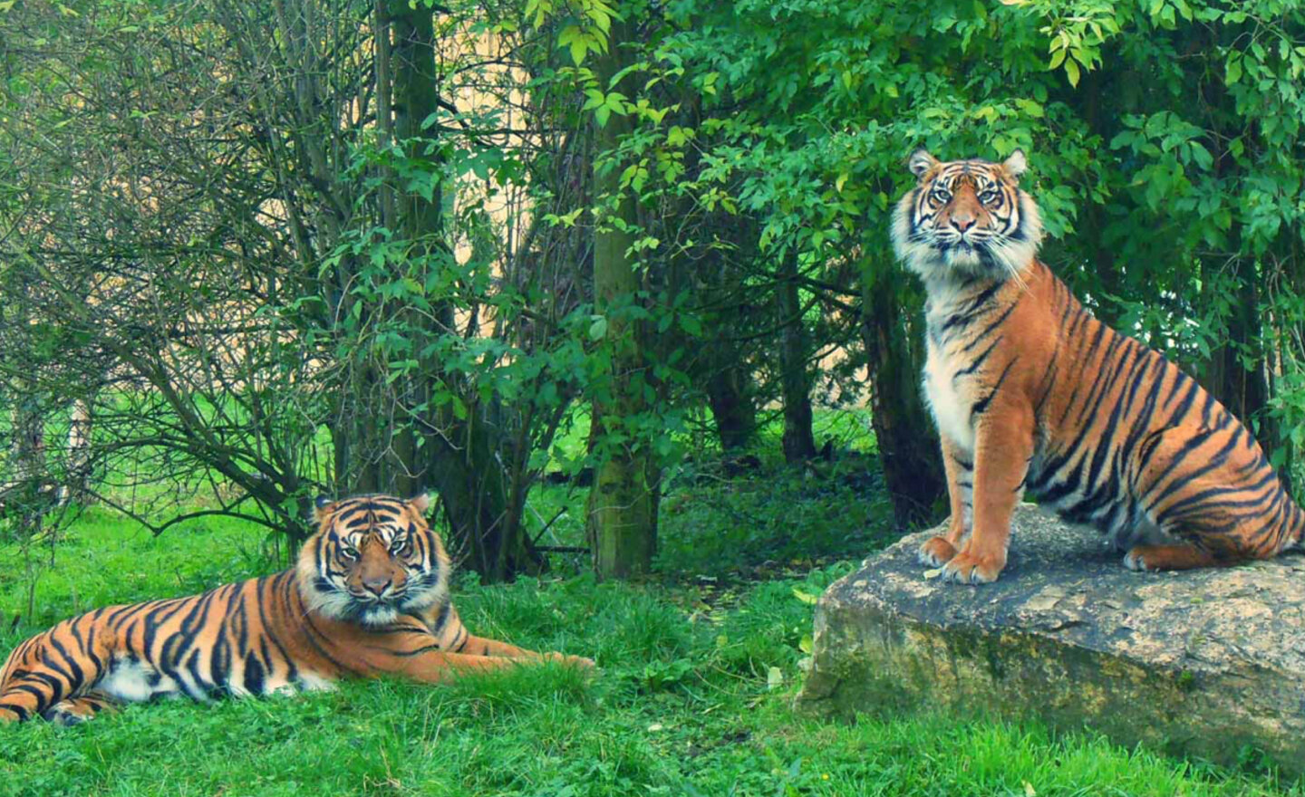 Image of Flamingo Land Trip!