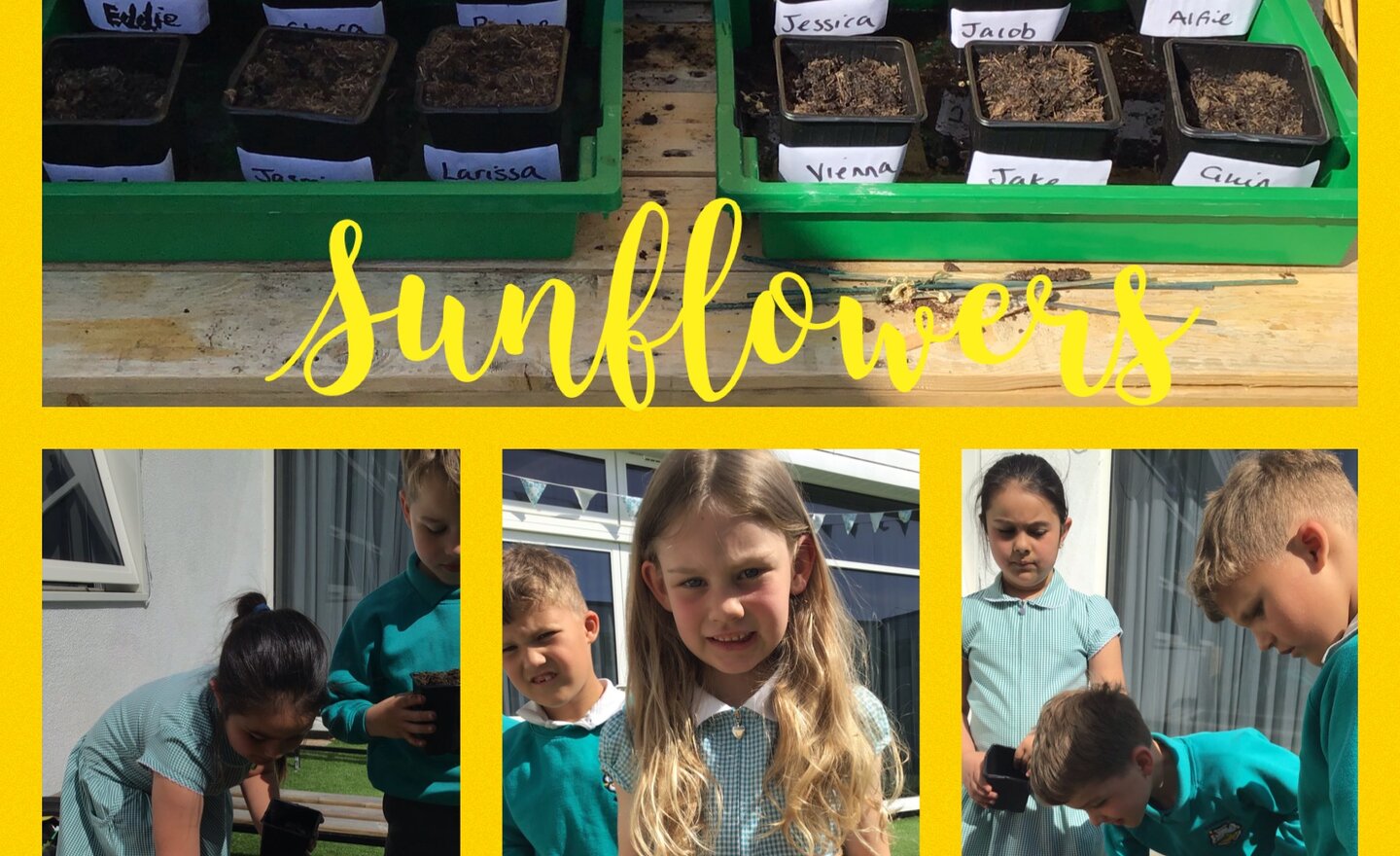 Image of Sunflowers in the sunshine