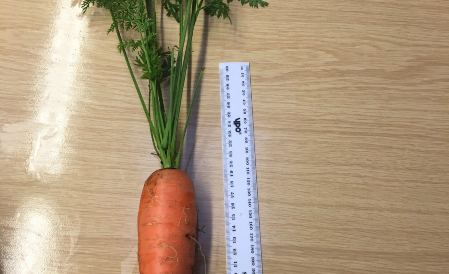 Image of What a whopper!